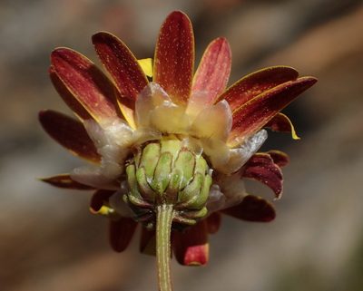 Ursinia heterodonta, photographed by Nicola van Berkel