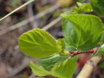 Ceanothus sanguineus, photographed by Shane Johnson