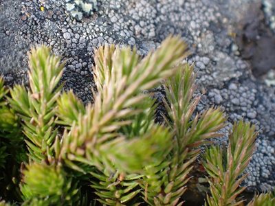 Selaginella wallacei, photographed by Shane Johnson