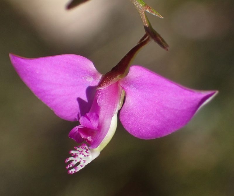 Polygala refracta, photographed by Nicola van Berkel