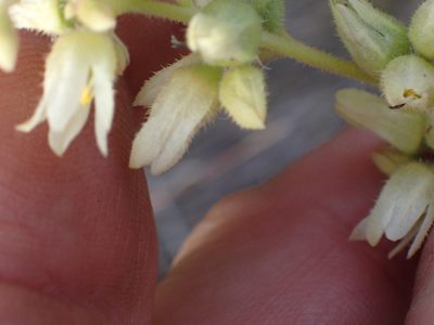 Heuchera cylindrica, photographed by Shane Johnson
