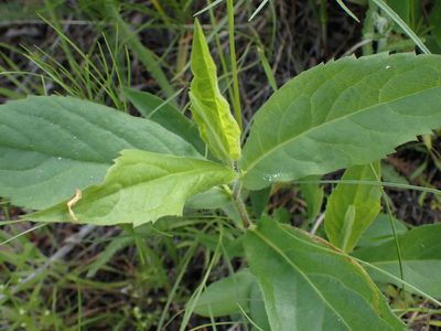 Eurybia conspicua, photographed by Shane Johnson