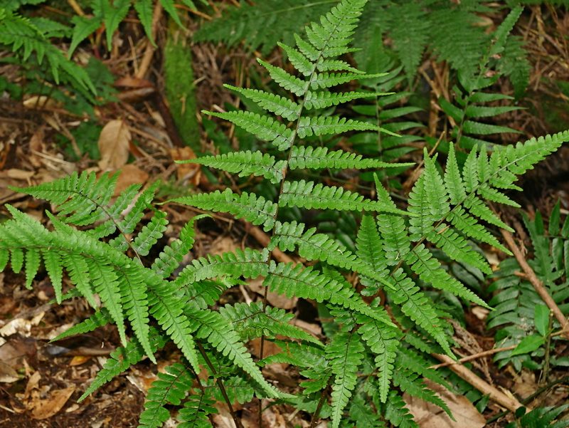 Athyrium leiopodum, photographed by Jacy Chen