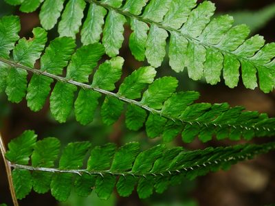 Athyrium leiopodum, photographed by Jacy Chen
