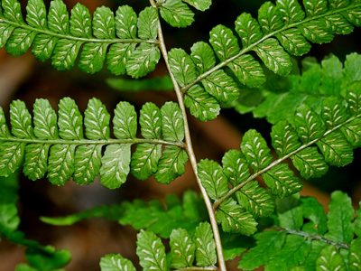 Athyrium leiopodum, photographed by Jacy Chen
