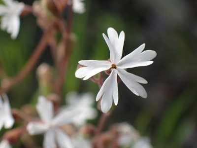 Lithophragma parviflorum, photographed by Shane Johnson
