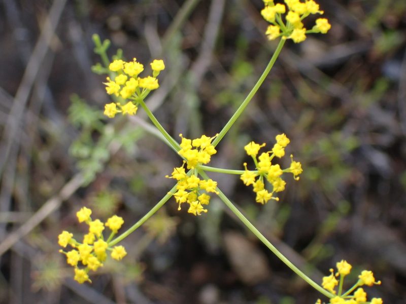 Lomatium ambiguum, photographed by Shane Johnson