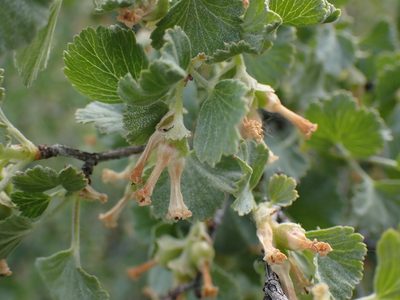 Ribes cereum, photographed by Shane Johnson