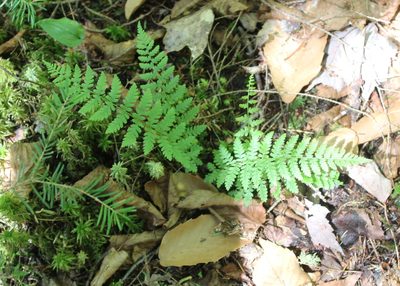 Athyrium angustum, photographed by Steven Lamonde