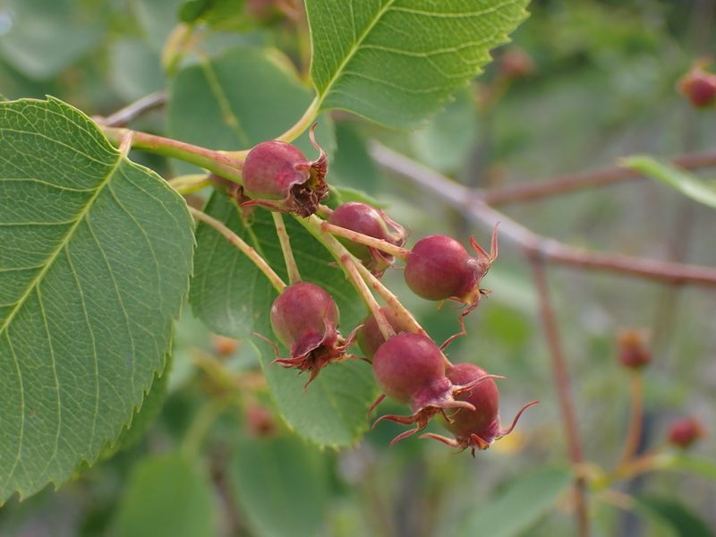 Amelanchier cusickii, photographed by Shane Johnson