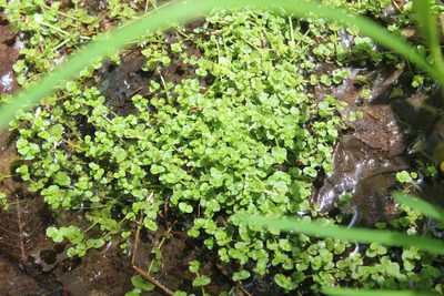 Chrysosplenium americanum, photographed by Steven Lamonde