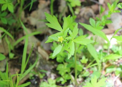 Ranunculus recurvatus, photographed by Steven Lamonde