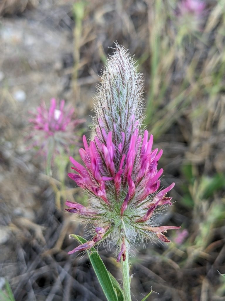 Trifolium purpureum, photographed by Denis Bastianelli