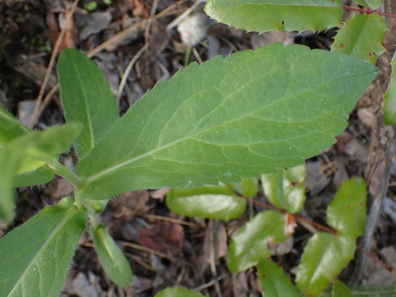 Eurybia conspicua, photographed by Shane Johnson