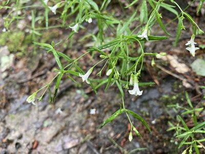 Houstonia longifolia, photographed by Caleb Catto
