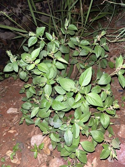 Asystasia mysorensis, photographed by Elliot Greiner