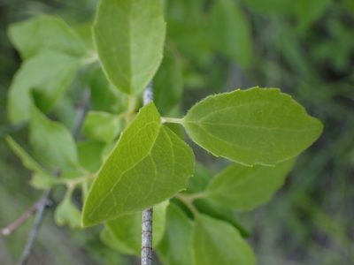 Philadelphus lewisii, photographed by Shane Johnson
