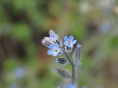 Myosotis stricta, photographed by Shane Johnson