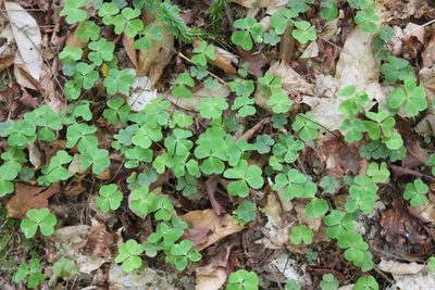 Oxalis montana, photographed by Steven Lamonde