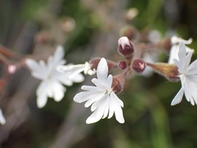 Lithophragma parviflorum, photographed by Shane Johnson