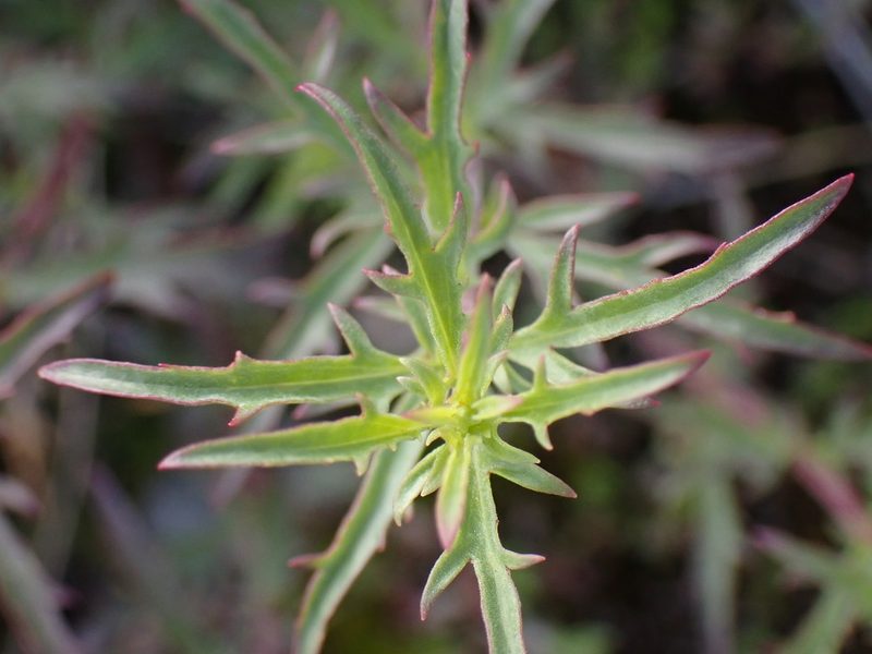 Penstemon richardsonii, photographed by Shane Johnson