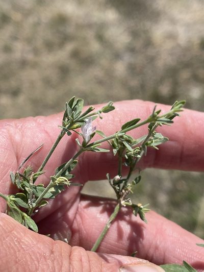 Carlowrightia texana, photographed by CK2AZ