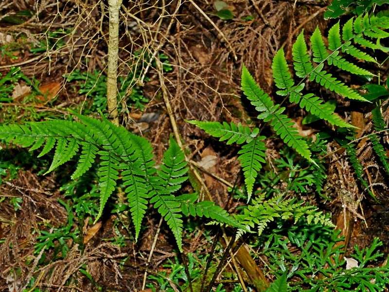 Athyrium arisanense, photographed by Jacy Chen