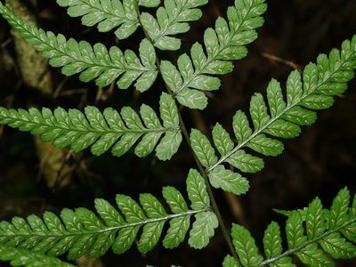Athyrium arisanense, photographed by Jacy Chen