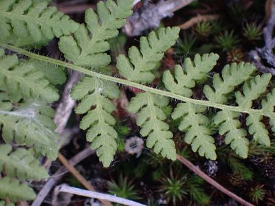 Woodsia scopulina, photographed by Shane Johnson