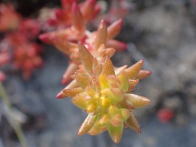 Sedum stenopetalum, photographed by Shane Johnson
