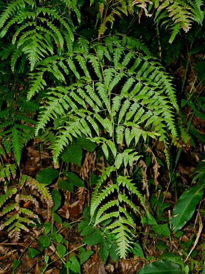 Microlepia platyphylla, photographed by Jacy Chen