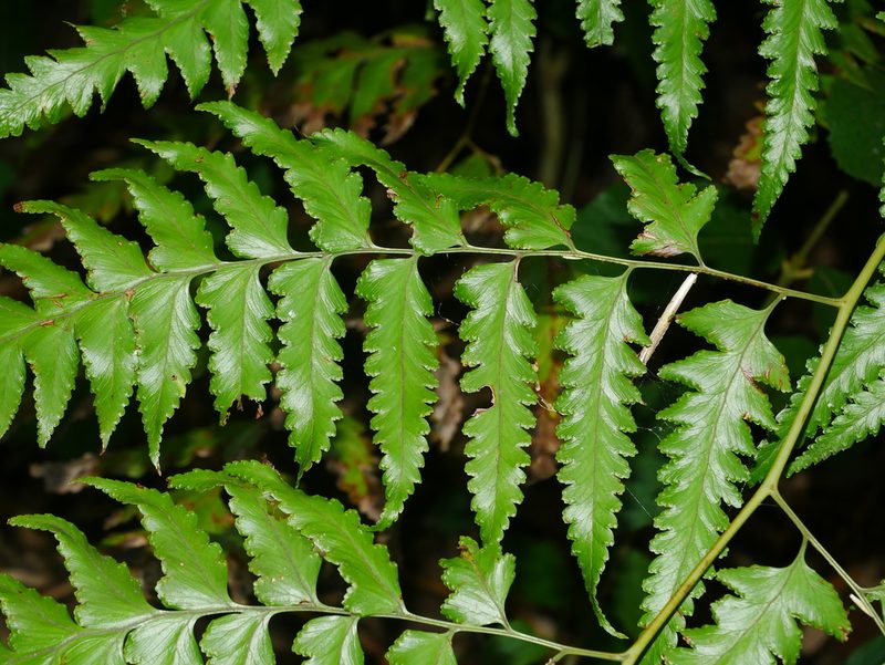 Microlepia platyphylla, photographed by Jacy Chen