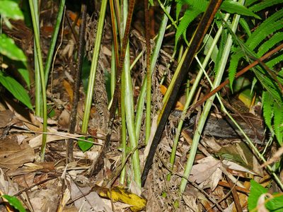 Microlepia platyphylla, photographed by Jacy Chen