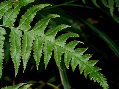 Microlepia platyphylla, photographed by Jacy Chen