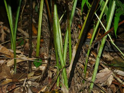 Microlepia platyphylla, photographed by Jacy Chen