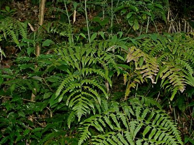 Microlepia platyphylla, photographed by Jacy Chen