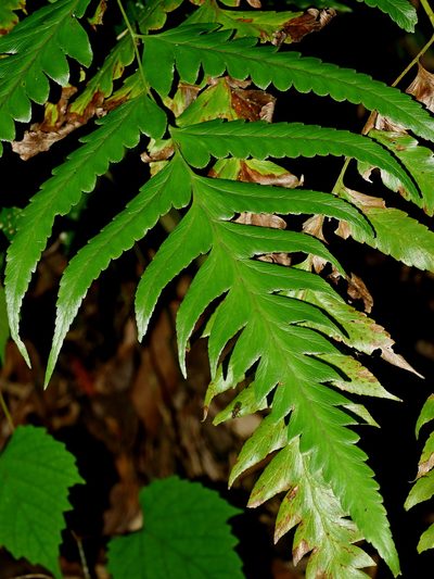 Microlepia platyphylla, photographed by Jacy Chen