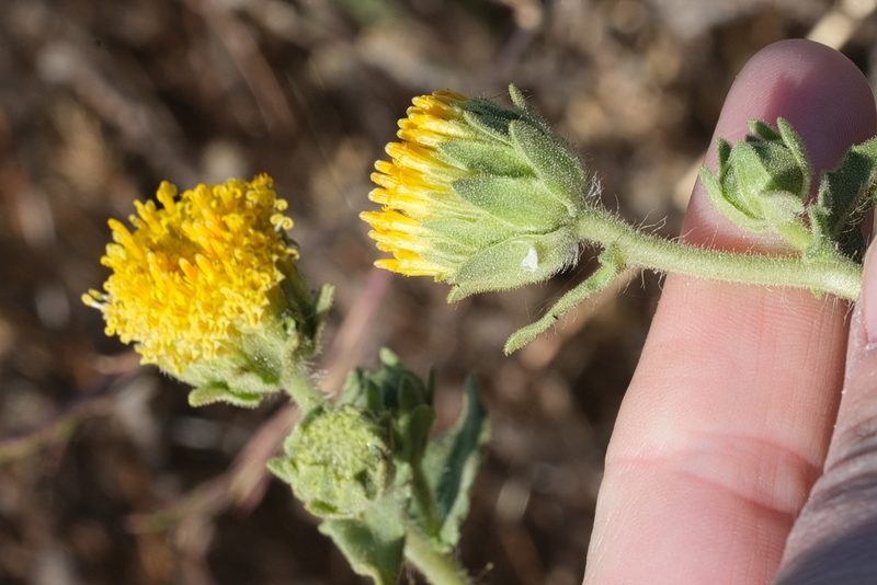Geraea viscida, photographed by Madeleine Claire