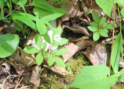 Panax trifolius, photographed by Steven Lamonde