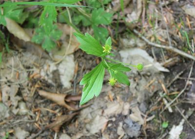 Ranunculus recurvatus, photographed by Steven Lamonde