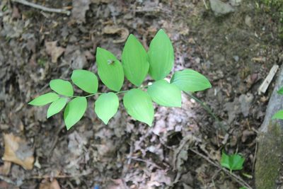 Polygonatum pubescens, photographed by Steven Lamonde