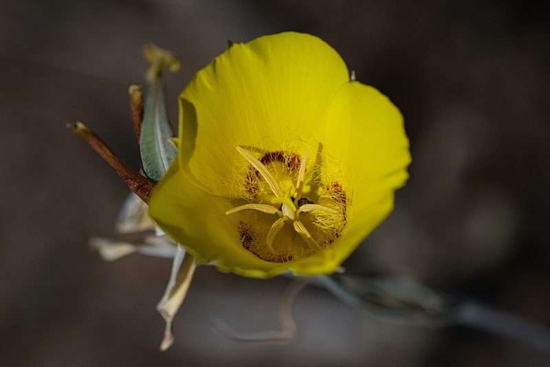 Calochortus concolor, photographed by Madeleine Claire