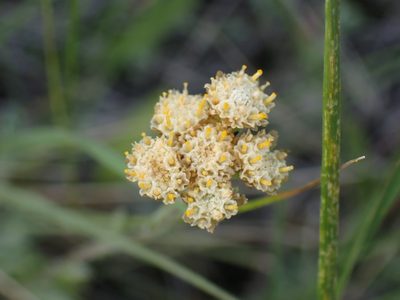 Antennaria umbrinella, photographed by Shane Johnson