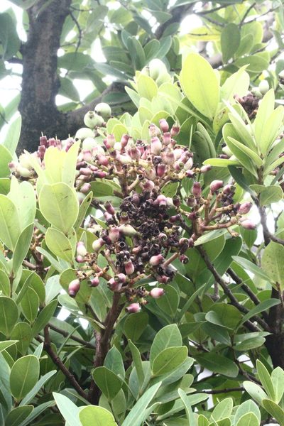 Syzygium paucivenium, photographed by 胡正恆(Jackson Hu)
