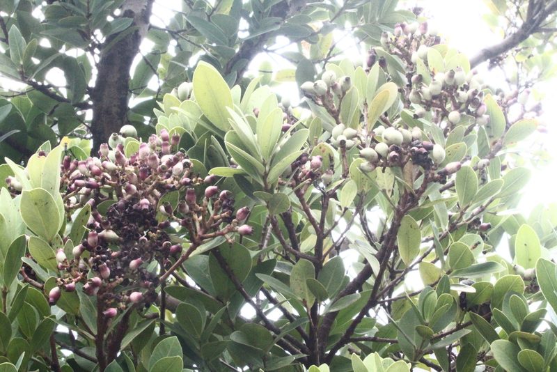 Syzygium paucivenium, photographed by 胡正恆(Jackson Hu)
