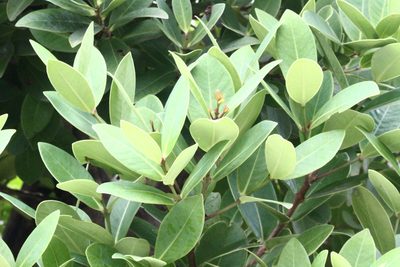 Syzygium paucivenium, photographed by 胡正恆(Jackson Hu)