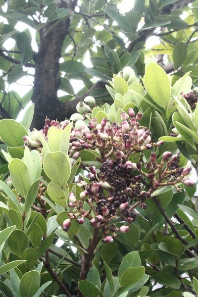 Syzygium paucivenium, photographed by 胡正恆(Jackson Hu)