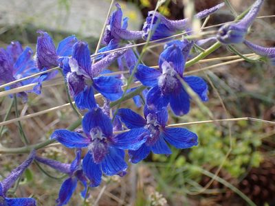 Delphinium nuttallianum, photographed by Shane Johnson