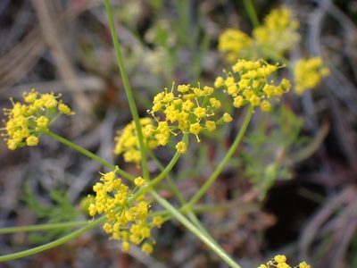 Lomatium ambiguum, photographed by Shane Johnson