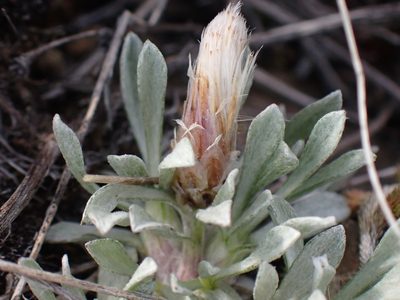 Antennaria dimorpha, photographed by Shane Johnson